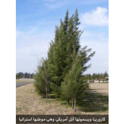 الاثل - اثل امريكي 40 - 80 سم  الاثل - اثل امريكي 40 - 80 سم