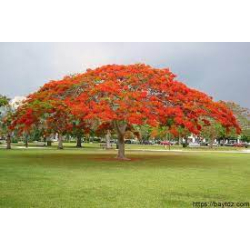 بونسيانا احمر 220 - 270 سم بونسيانا احمر 220 - 270 سم