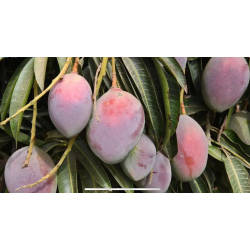 المانجو - مانجو الصديق عمر ثلاث سنوات ونصف المانجو - مانجو الصديق عمر ثلاث سنوات ونصف