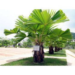 نخيل المروحة الصيني 30 - 40 سم