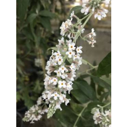 الياسمين - ياسمين فرنسي 150 - 200 سم