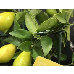 ليمكوات - شهيري لايفا مطعم عمر سنه ونص