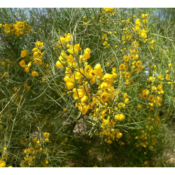 اكاسيا نيموفلا 120-150 سم اكاسيا نيموفلا 120-150 سم