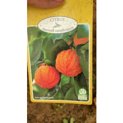 البرتقال - برتقال جوزي مجعد عمر سنه ونص