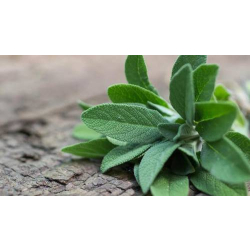 مريمية - الميرمية 20 - 30 سم 