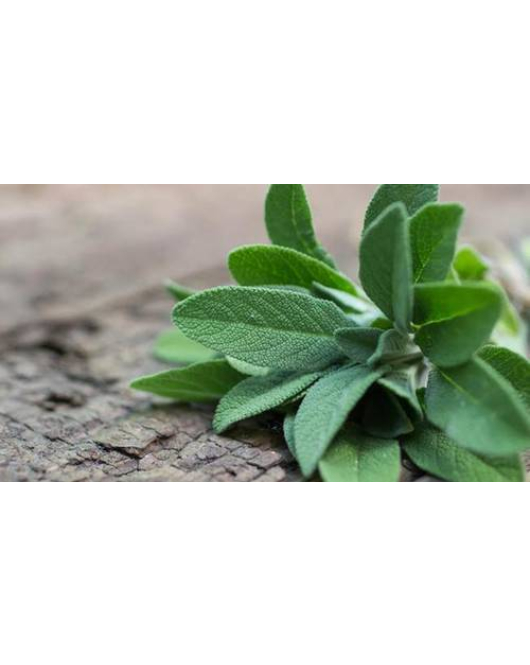 مريمية - الميرمية 20 - 30 سم 