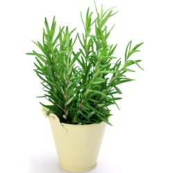 روز ماري - اكليل الجبل 30 - 50 سم روز ماري - اكليل الجبل 30 - 50 سم