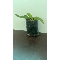 التين - تين اللاسون 30 - 60 سم 