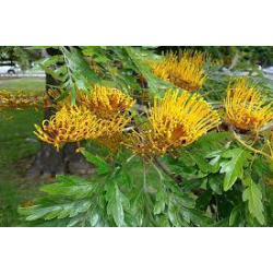 البلوط - بلوط الحريري - سنديان حريري 90-130 سم