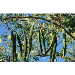 المورينجا - مورينجا - مورينقا هندي 110- 140 سم  المورينجا - مورينجا - مورينقا هندي 110- 140 سم