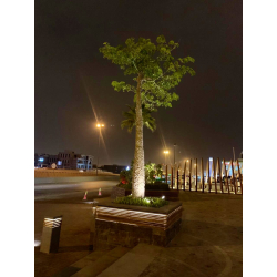 كوريزيا مهرشة الفيل غير شوكية طول 100 - 170 سم