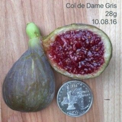 التين - تين كول دي دام قريس 5 - 10 سم 