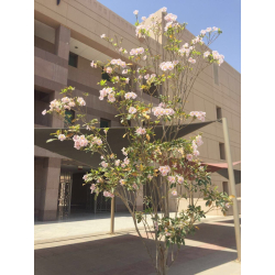 تابوبيا وردي 10-25 سم 