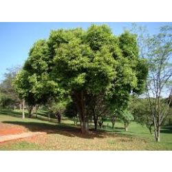 زام كرز هندي 30 - 60 سم زام كرز هندي 30 - 60 سم