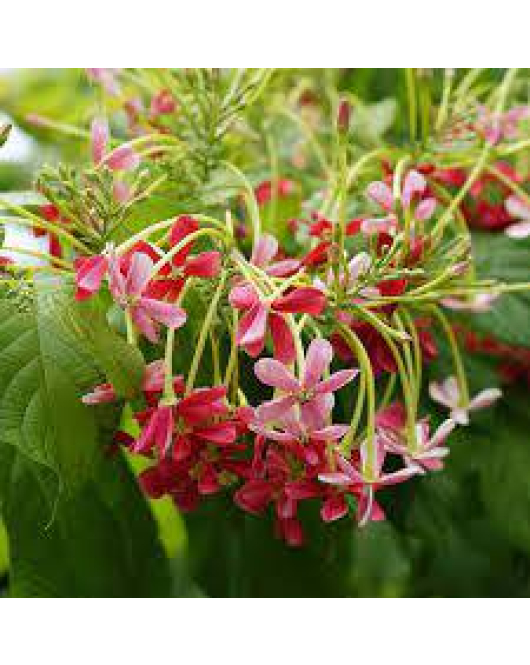 الياسمين - اسكويلس - ياسمين احمر متسلق 90 - 120سم