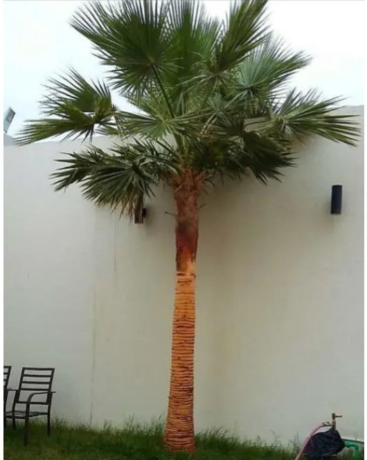 نخيل الواشنطنيا في حدائق الرياض