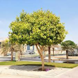 فيكس بنجامينا 90-120سم