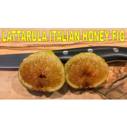 التين - تين ايطالي 10 - 15 سم