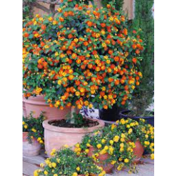 لانتانا كمارا -40 - 60 سم 