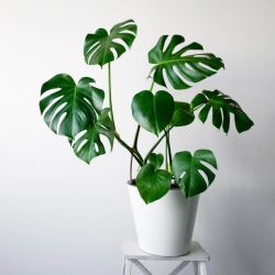 قفص الصدري 40 سم