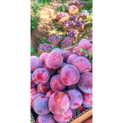 بخارى توتي عمر سنتين