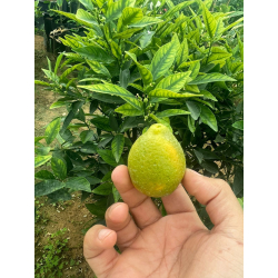 كيمكوات جامبو مطعم عمر سنه ونص