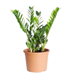 داخلي - زاميا 40 سم هولندي