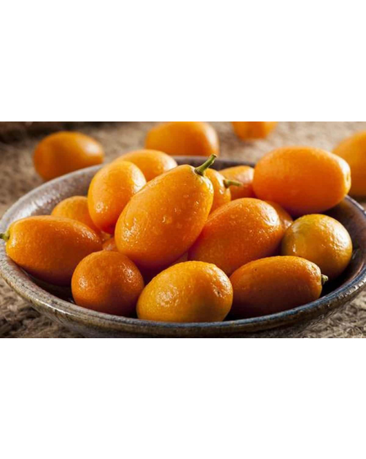 البرتقال - برتقال كيمكوات مطعم عمر 4 سنوات