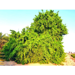 مسواك - اراك 40 - 70 سم  مسواك - اراك 40 - 70 سم