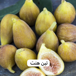 التين - تين هنت 25 - 40 سم 