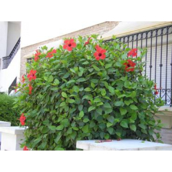 هبسكس احمر 70 - 100 سم