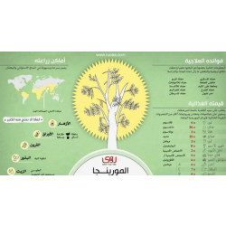 المورينجا - مورينجا - مورينقا هندي 110- 140 سم  المورينجا - مورينجا - مورينقا هندي 110- 140 سم