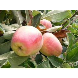 التفاح - تفاح انا الامريكي مطعم عمر سنتين 