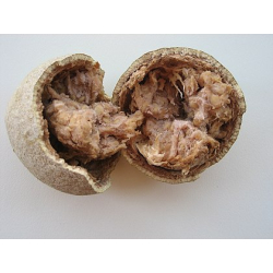 التفاح - تفاح الخشب 60-90 سم