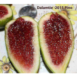 التين - تين دالماتيا 20 - 50 سم