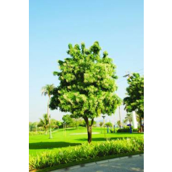 الملنجتونيا - ملنجتونيا 150 - 200 سم