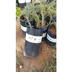 روثة 20 - 30 سم روثة 20 - 30 سم