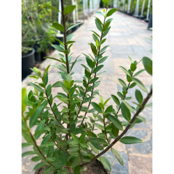 مسك المدينة 50 - 70 سم مسك المدينة 50 - 70 سم