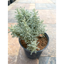 شيح 10 - 20 سم شيح 10 - 20 سم