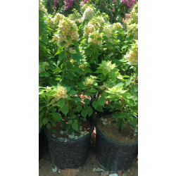 الجهنمية - جهنمية قزمي اصفر 20 - 40 سم