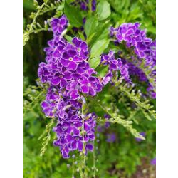 دورنتا اخضر 15 - 30 سم 