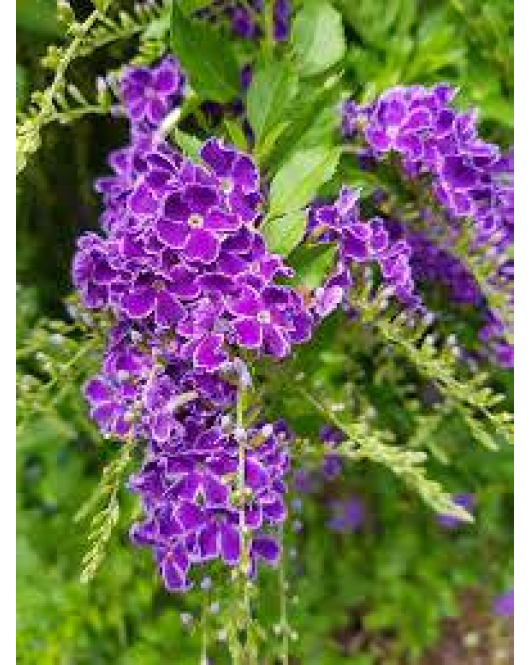 دورنتا اخضر 15 - 30 سم 