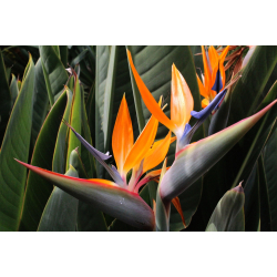 الموز - موز كاذب روفيلينيا 40 - 70 سم