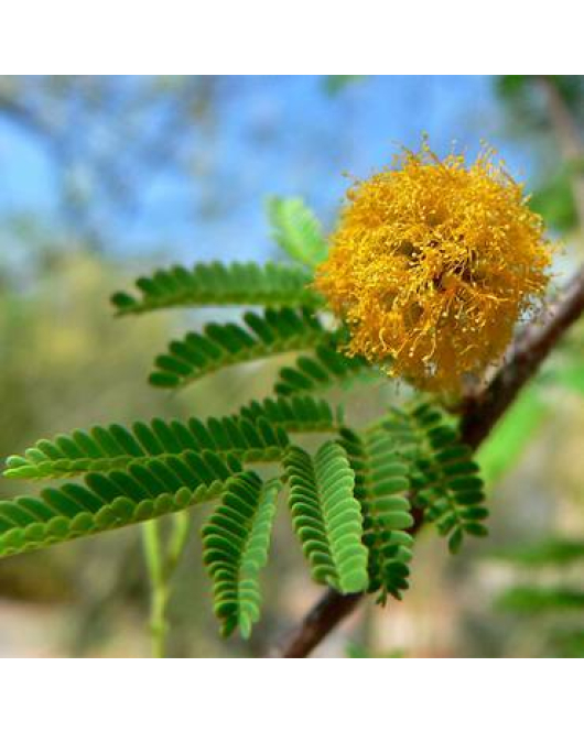 طلح الفتنة كيس