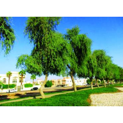 غاف 40 -60 سم  غاف 40 -60 سم