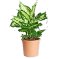 داخلي - ديفنباخيا كاميلا 50سم