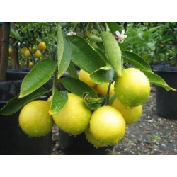  ليمكوات - شهيري مطعم عمر خمس سنوات