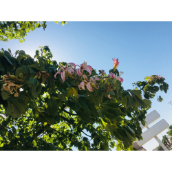 كوريزيا مهرشة الفيل غير شوكية طول 100 - 170 سم