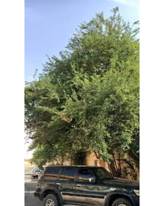 اللوز - لوز هندي كيس