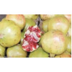 الرمان - رمان طائفي 20 - 40 سم  الرمان - رمان طائفي 20 - 40 سم